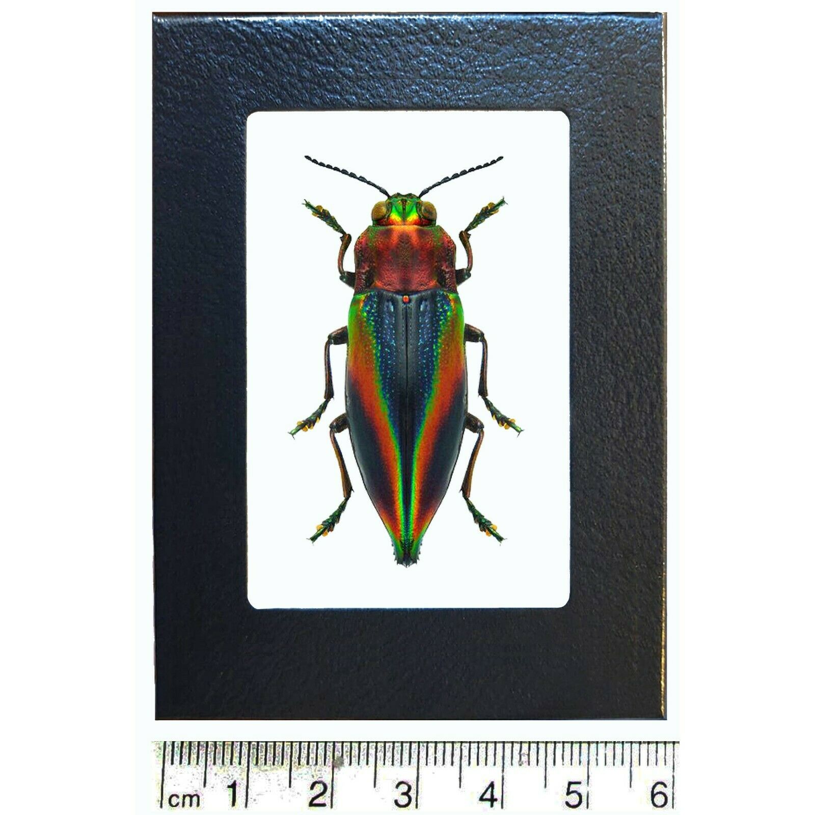 Cyphogastra javanica blue red rainbow buprestid beetle Java Indonesia framed