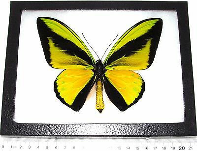Ornithoptera goliath supremus REAL FRAMED BUTTERFLY GREEN GOLD BIRDWING PNG