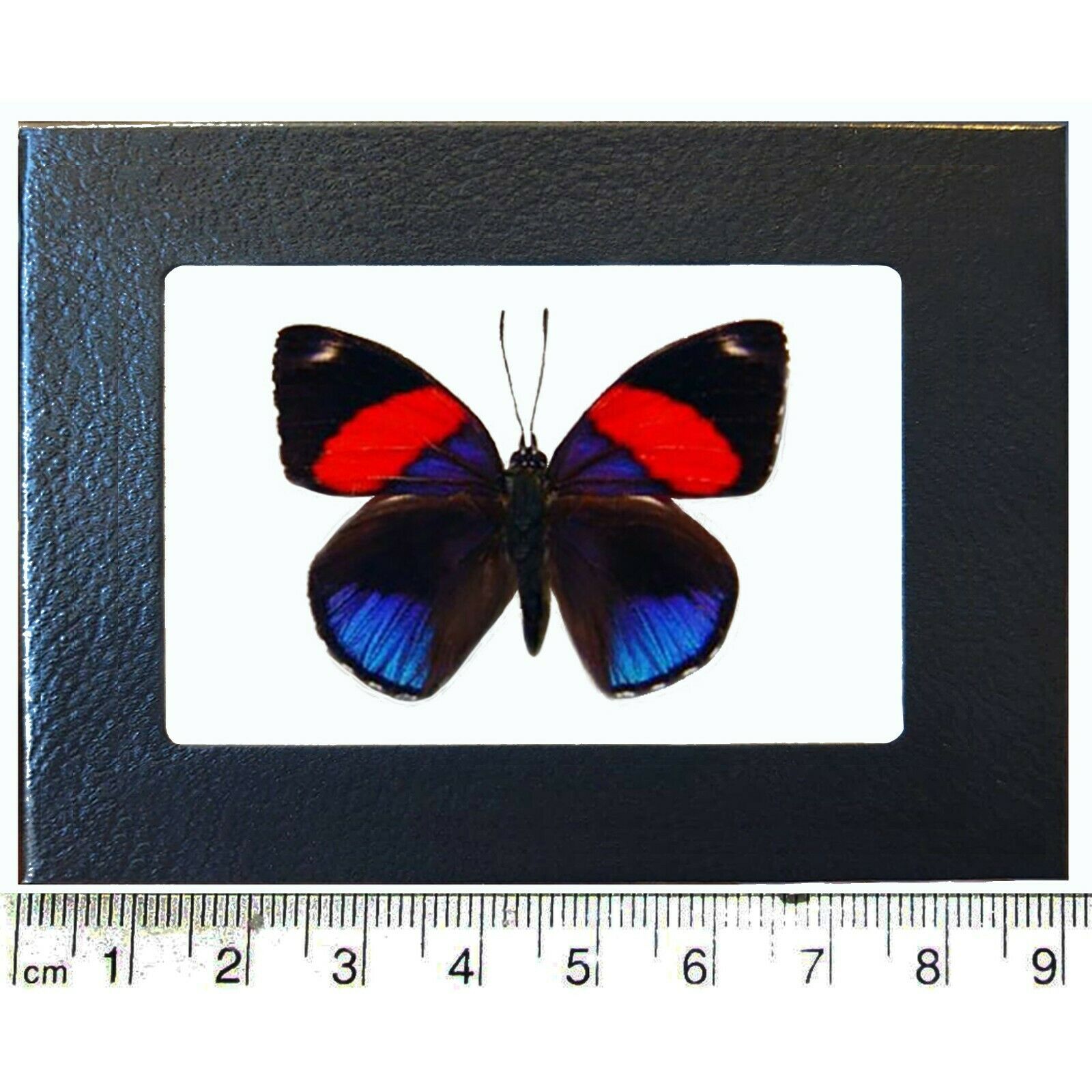 Callicore hystaspes pink red blue butterfly Peru